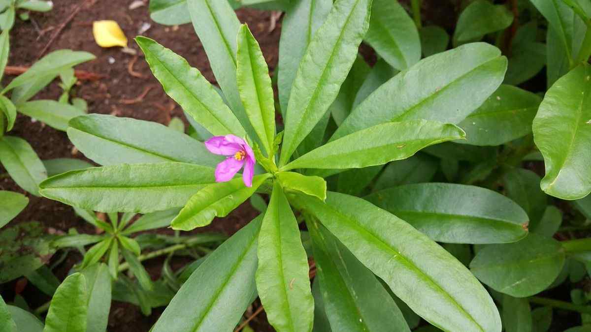 How to Grow Ginseng and Harvest It at Home? Gardendi