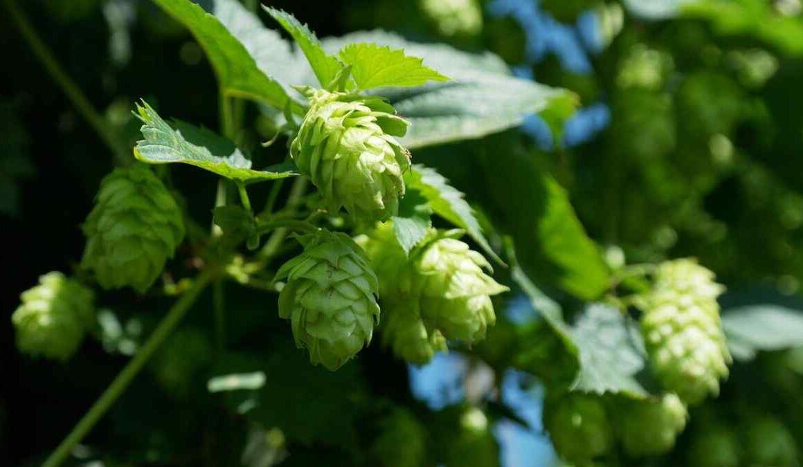 How to Grow Hops