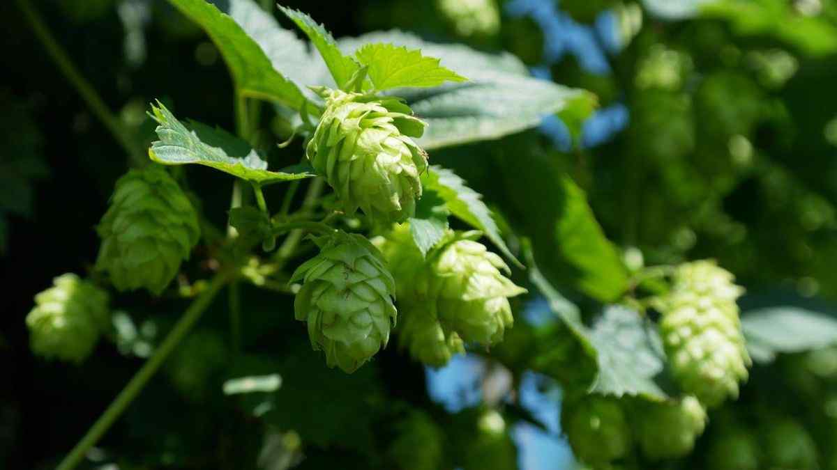 How to Grow Hops at Home? The First Step to Brewing – Gardendi