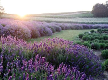how to grow lavender from seed
