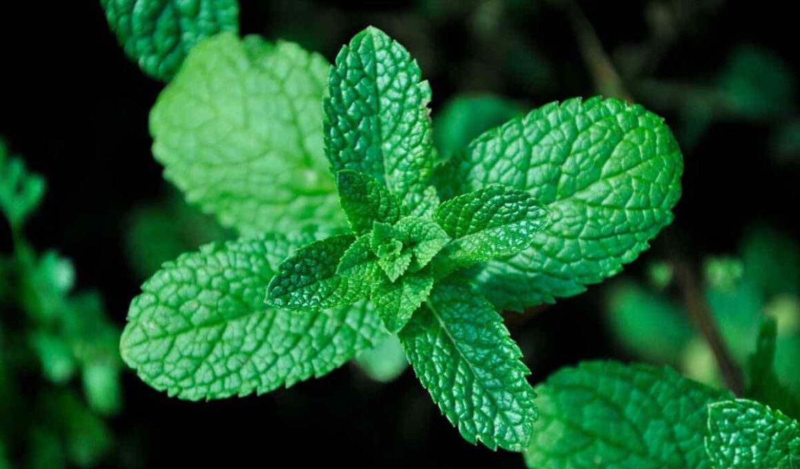 how to grow mint indoors