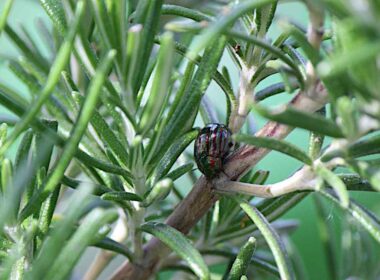 how to grow rosemary from cuttings