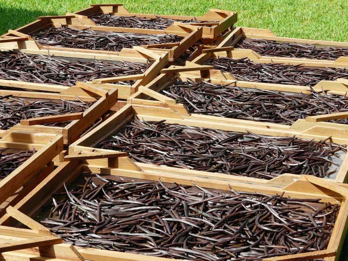 How to Grow Vanilla Beans Vanilla Bean Plant Info Gardendi