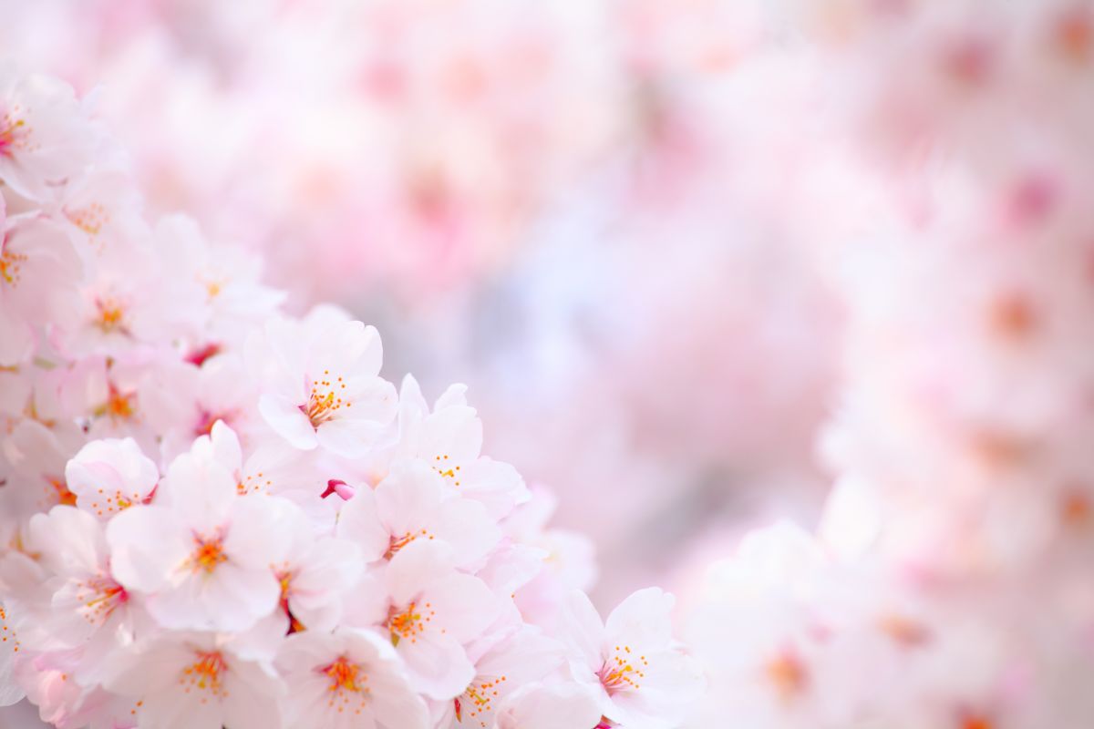 Hanakotoba Japanese Flowers Meaning Gardendi
