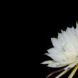 kadupul flower