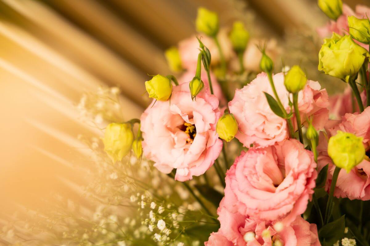 Lisianthus Flower (Eustoma Glandiflora) Care Gardendi