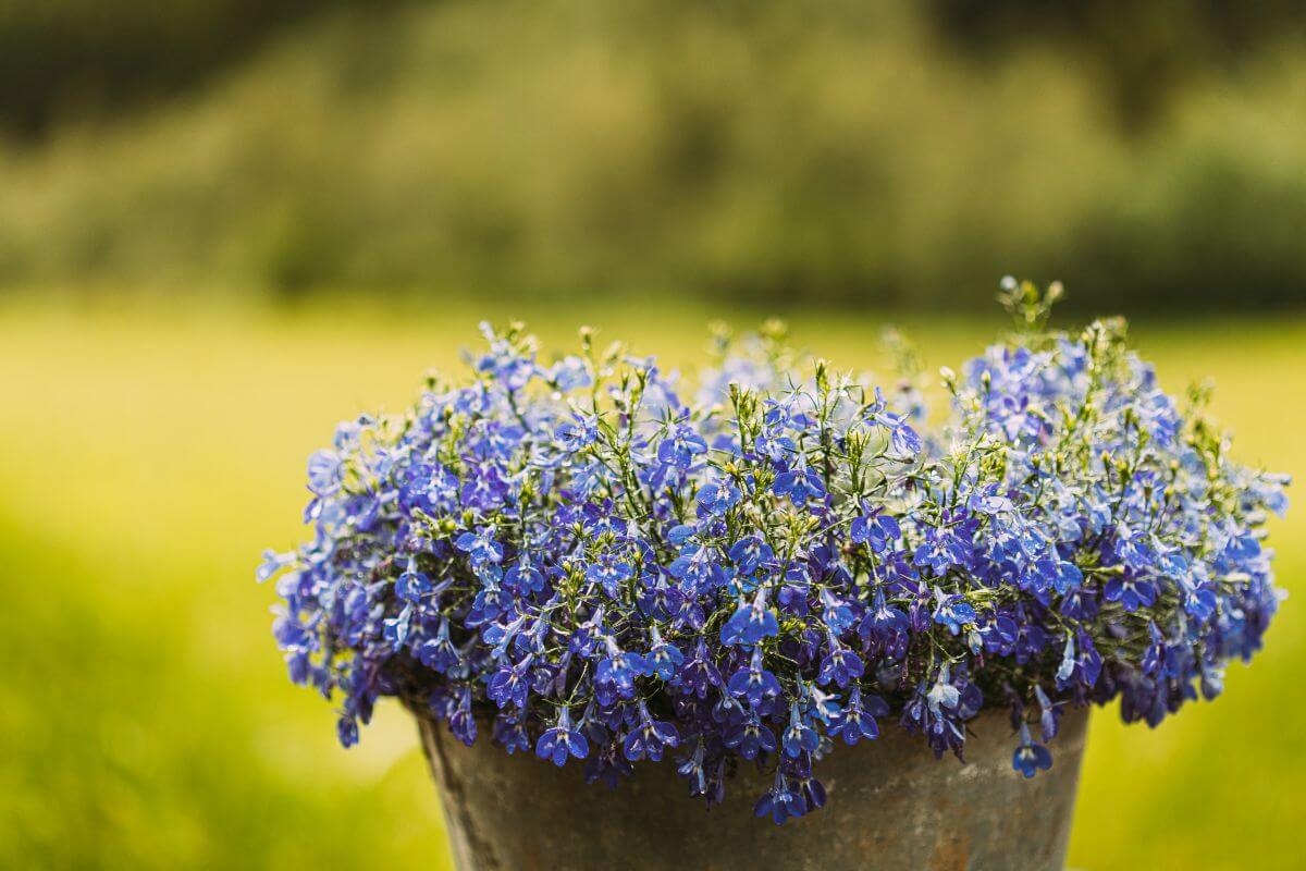 Lobelia Flower: All About Lobelia Plants – Gardendi