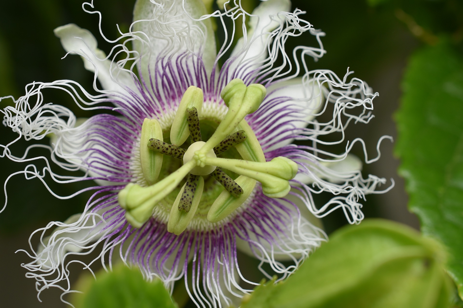 Passionfruit Flower Get to Know the Passion Fruit Gardendi