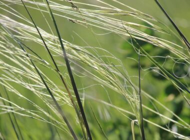 porcupine grass