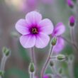 purple jasmine flower
