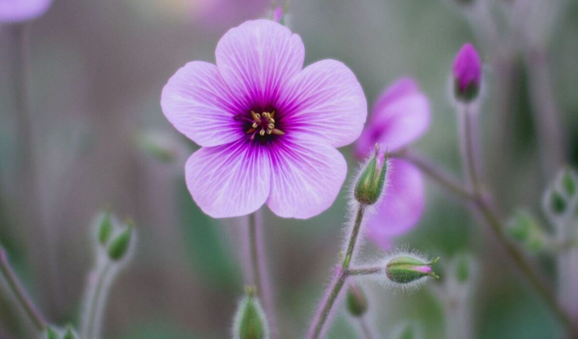 purple jasmine flower