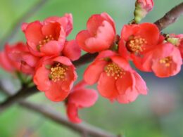 quince flower