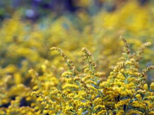PA State Flower: The Mountain Laurel – Gardendi