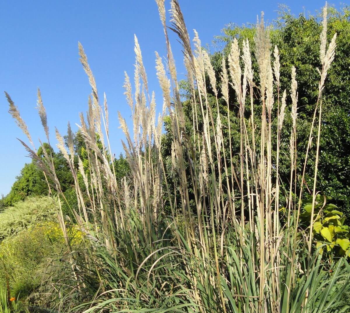 Ravenna Grass (Saccharum Ravennae) Invasive Plant Gardendi