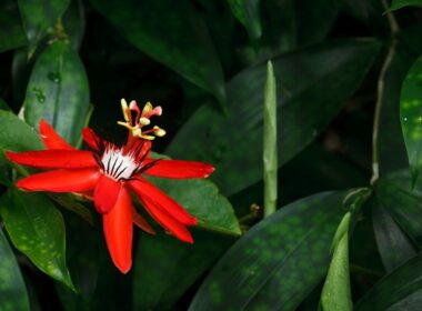 red passion flower
