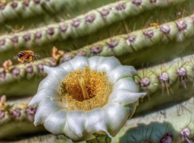 saguaro flower
