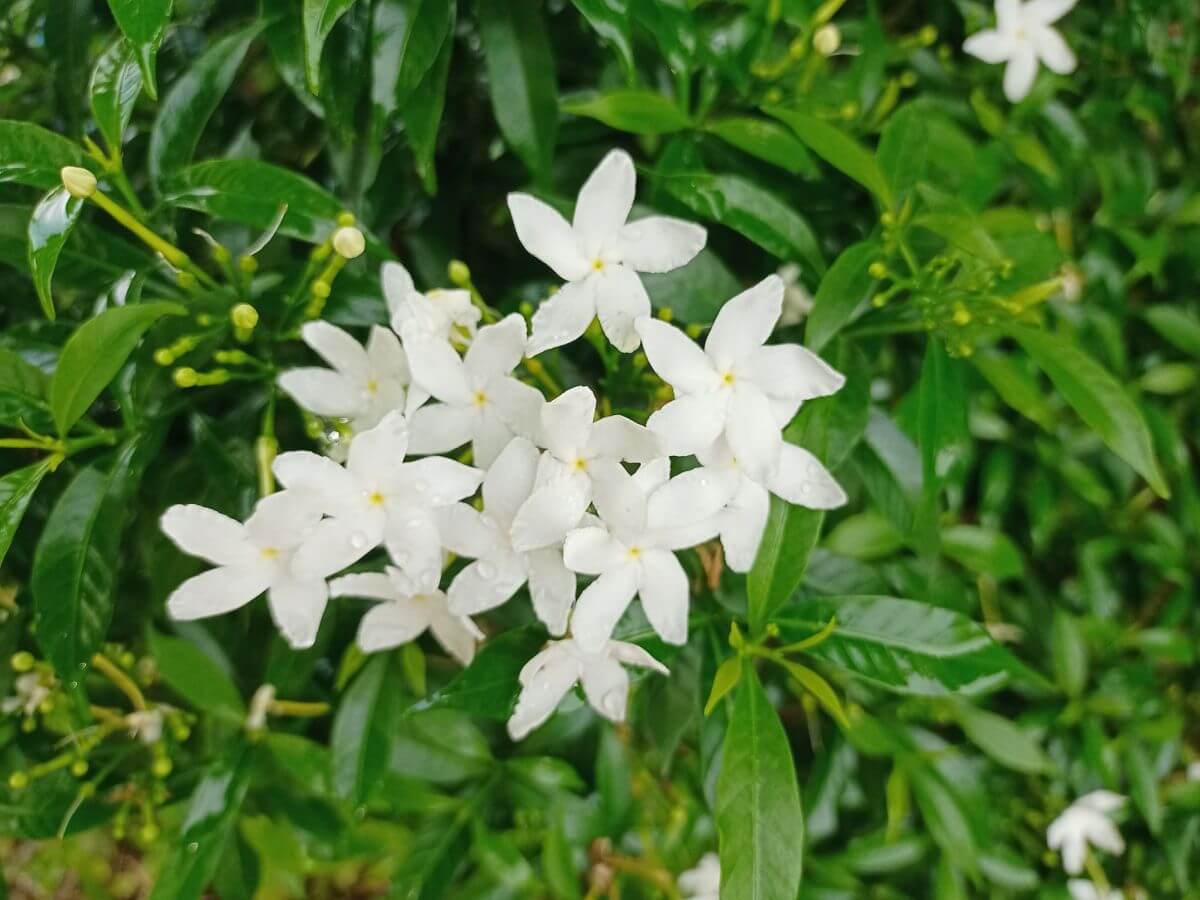 Sampaguita Flower Jasminum Sambac Facts And Tips Gardendi 2286