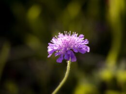 scabiosa flower