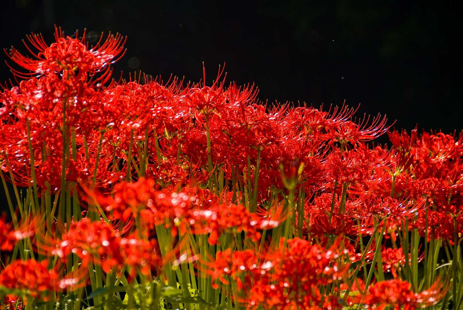 spider-lily-flower-hymenocallis-other-blooms-gardendi