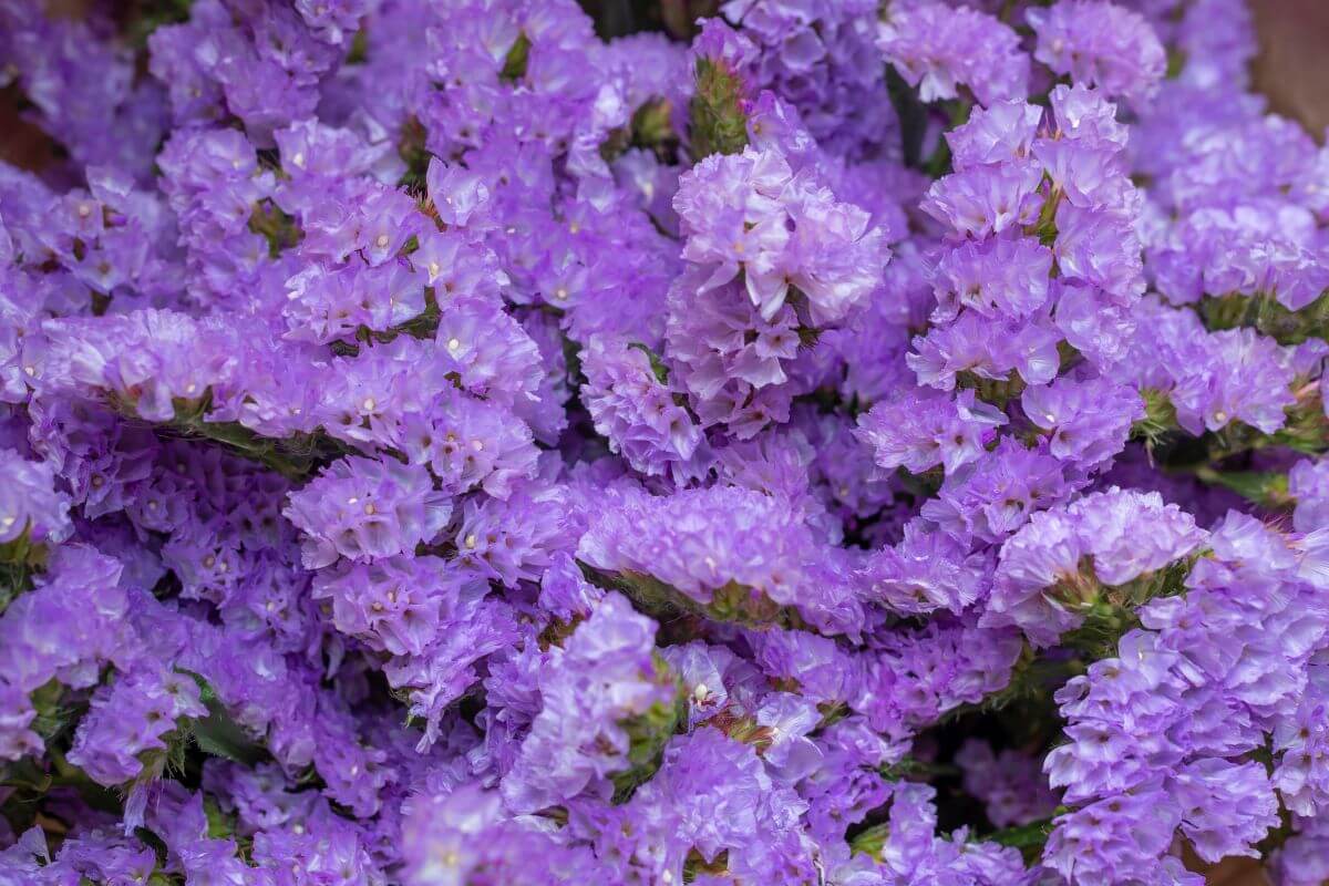 Statice Flower (Limonium Sinuatum) Care Tips Gardendi