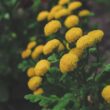 tansy flower