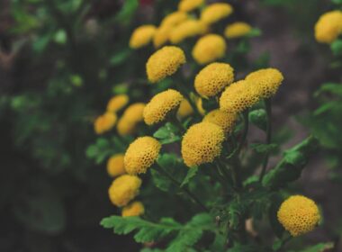 tansy flower