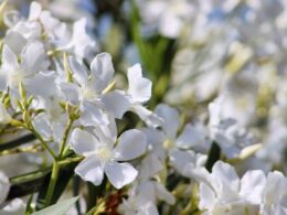 white oleander flower