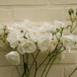 white stock flower