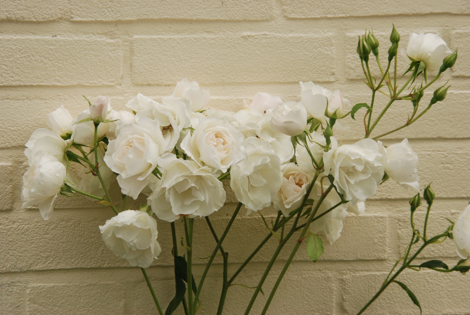 White Stock Flower (Matthiola Incana) Symbol of Purity Gardendi
