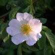 wild rose flower